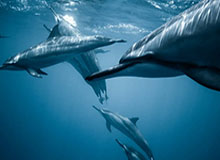 华体会体育网页版的魅力：一次全方位的体育线上体验